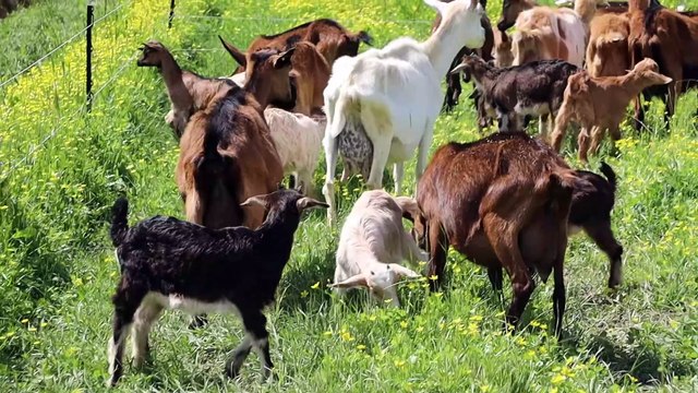 Cammarano - CENTOTREESIMA TAPPA DEL TOUR NELLE AZIENDE E NELLE IMPRESE DELLA NOSTRA TERRA (10.04.25)