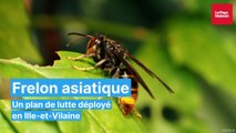 Ille-et-Vilaine : contre le frelon asiatique, des pièges sélectifs distribués dans le pays malouin