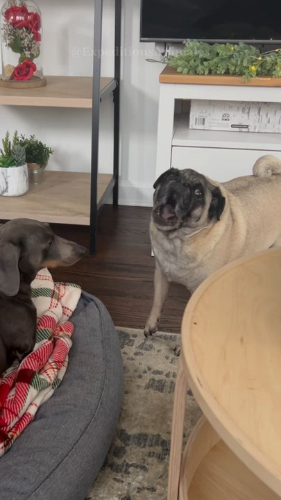 Le Pug : une bouille unique et un cœur en or 🐶❤️ Abonne-toi pour en savoir plus !