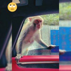 Monkey video | amazing monkey video  | baby monkey