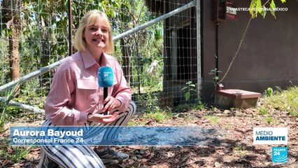 La lucha en México por rehabilitar a felinos víctimas del tráfico animal