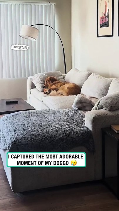 Why is my dog sleeping the cutest thing?