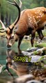 The Foolish stag| kids stories| moral stories for kids| children’s stories| bedtime stories| educational stories| animated stories| storytime| little lessons| values for kids| learn with stories