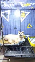 Will it explode? Are you so poor that you can't buy me a new bulb?🙂