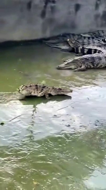 Un alligator san queue... très bizarre
