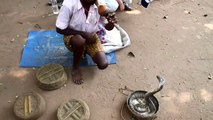 Ce charmeur de serpent n'a peur de rien