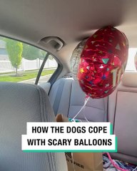 Lach dich schlapp mit Lustige Pfoten Ч. 72