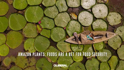 Amazon plants: foods are a bet for food security