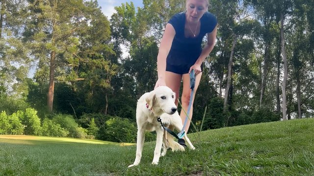 Terrified Great Pyrenees Puppy Learns How To Dog