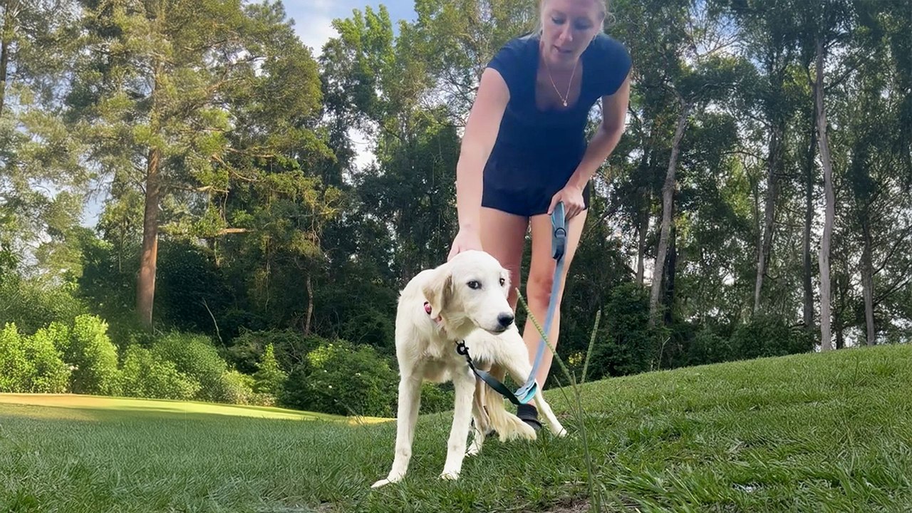 Terrified Great Pyrenees Puppy Learns How To Dog