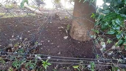 Risco de acidentes: Ecopark Oeste é vandalizado e patos estão fugindo em direção à rua