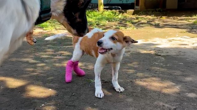 They Said This Tiny Puppy Would Never Walk - Now Watch Him Run