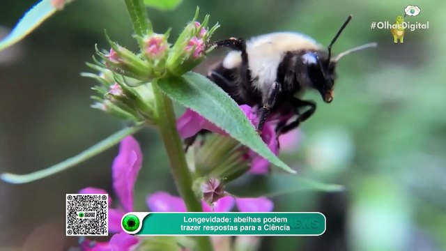 Longevidade das abelhas pode trazer respostas para a Ciência