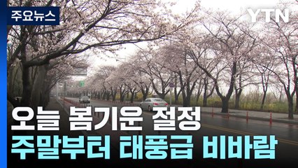[날씨] "벚꽃놀이는 오늘까지"...주말 태풍급 비바람 / YTN