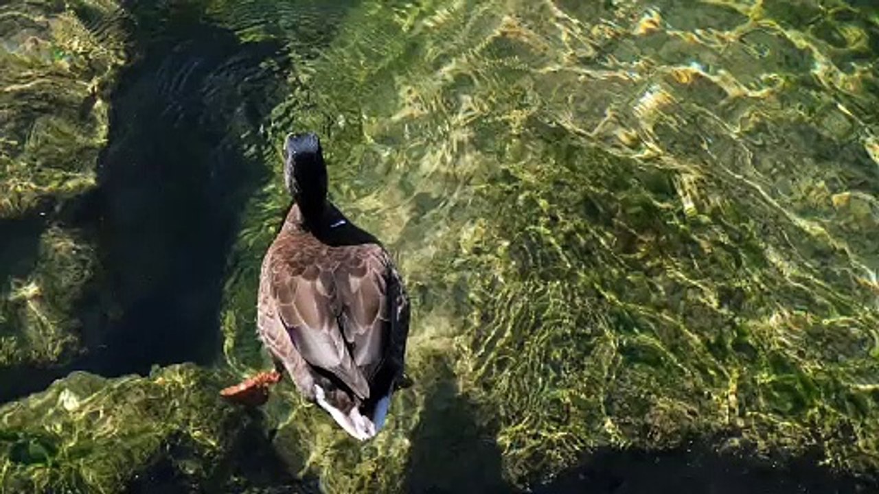 Hiran animals videos