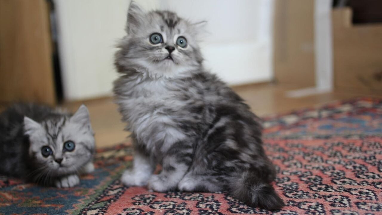 Une vie de chaton