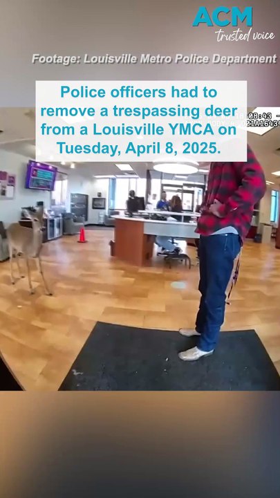Oh deer! Police escort ‘trespassing’ deer out of Louisville YMCA