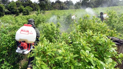 Mindefensa explicó cómo será la erradicación de cultivos de coca con glifosato