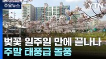 [날씨] 벚꽃 절정 일주일 만에 끝나나?...주말 태풍급 돌풍 / YTN