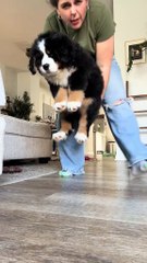 Wallace doesn’t like being watched. #puppy #bernesemountaindog