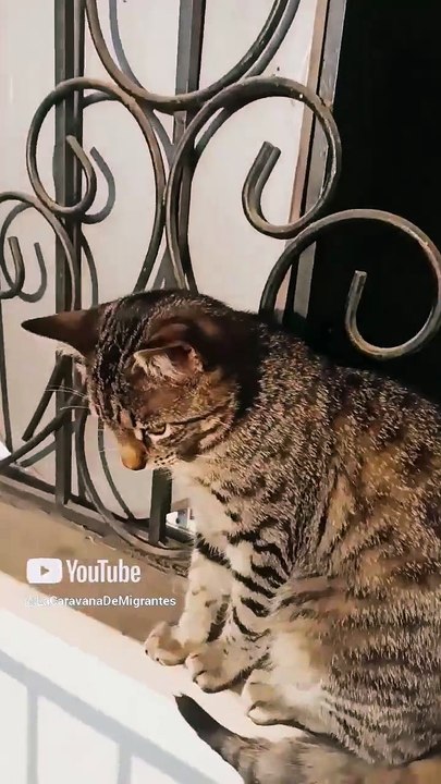 el gato chamaco ron en la ventana de el balcón está viendo el amanecer en un día soleado en Tijuana