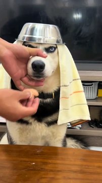 The pet dog is angry and helpless in the face of its owner's teasing.