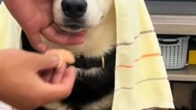 The pet dog is angry and helpless in the face of its owner's teasing.