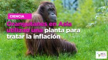 Orangutanes en Asia utilizan una planta para tratar la inflación
