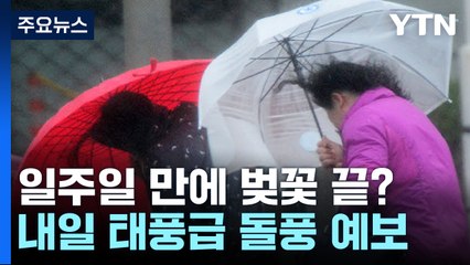 [날씨] 벚꽃 절정 일주일 만에 끝나나?...주말 태풍급 돌풍 / YTN