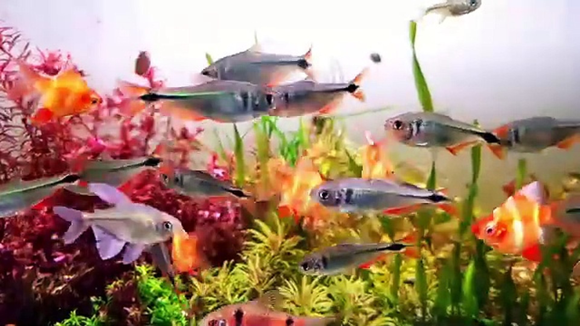 Fish - Aquarium