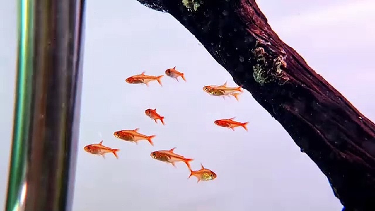 Aquarium 15