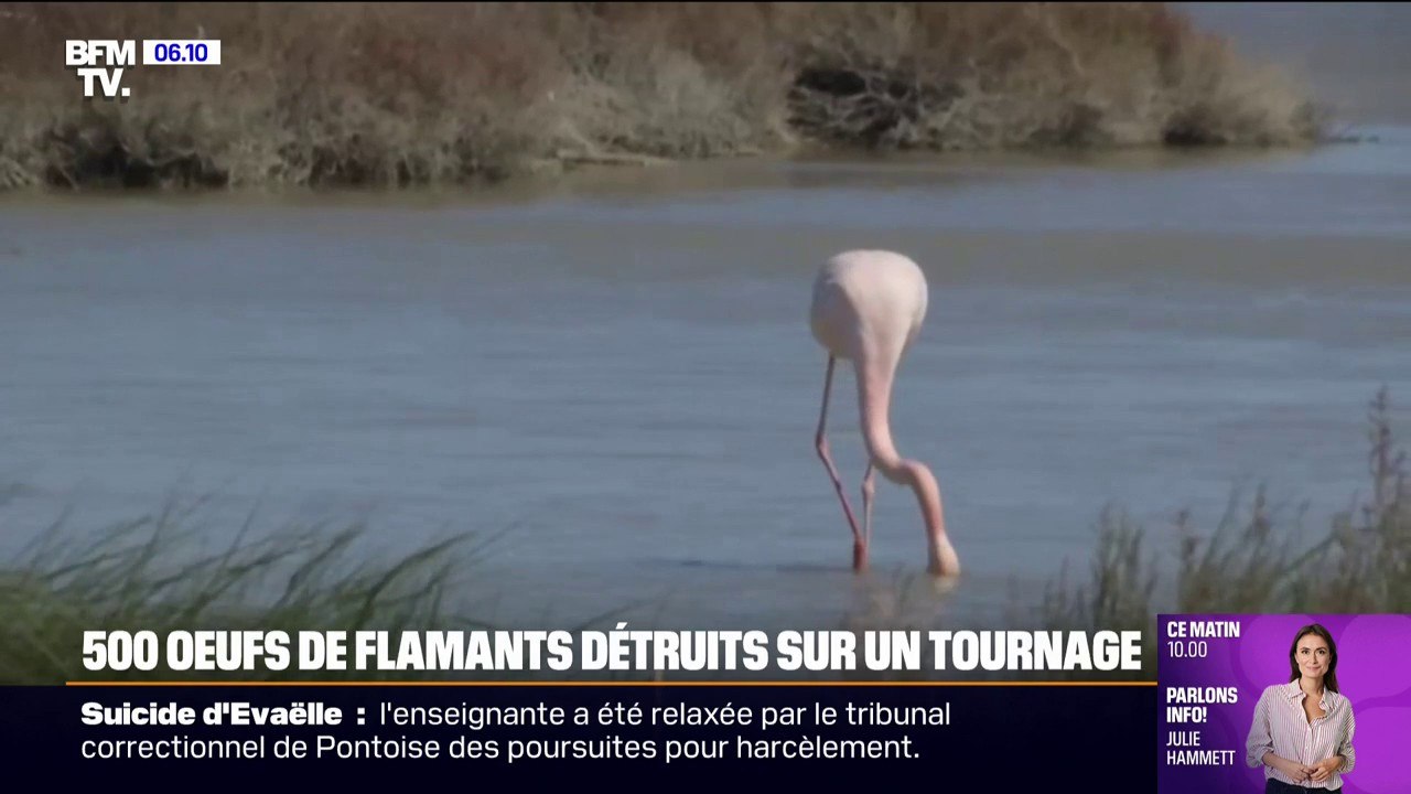 Le tribunal de Nîmes va rendre son jugement concernant la destruction de plus de 500 œufs de flamants roses sur le tournage du film "Donne-moi des ailes" en 2018