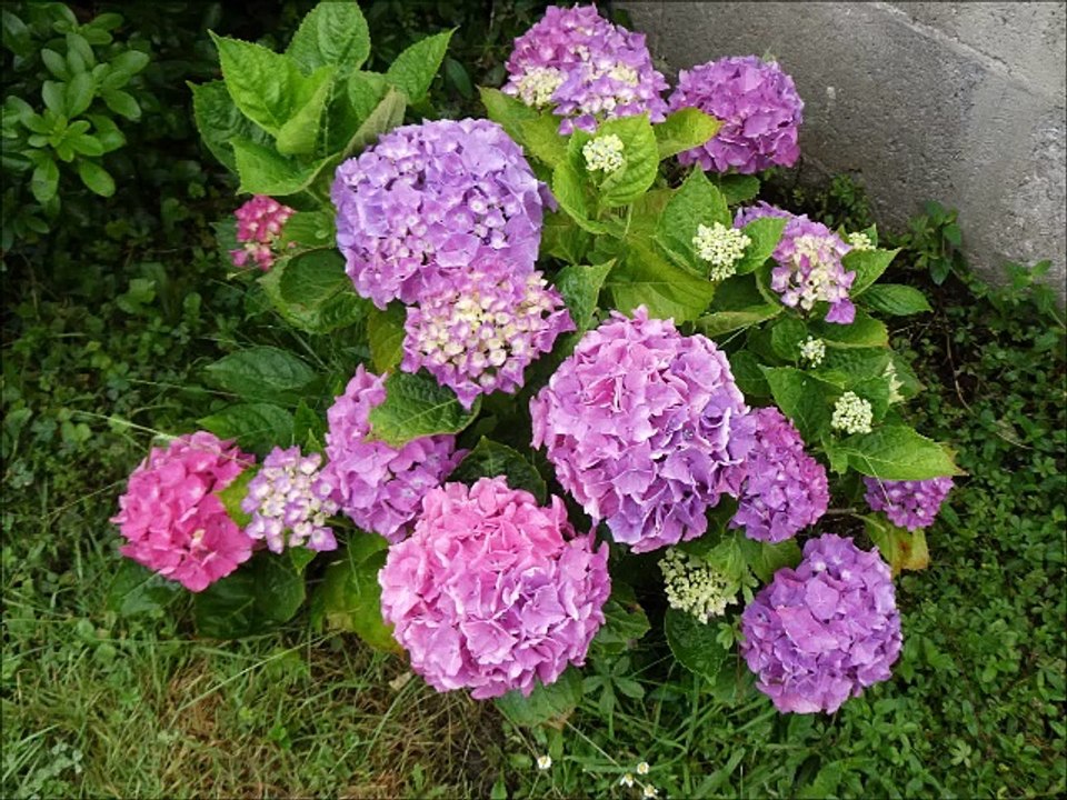 Fleurs