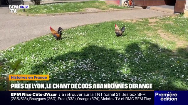 Près de Lyon, des coqs abandonnés dérangent le tranquillité des habitants