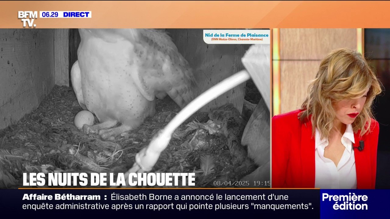 Les nuits de la chouette: cinq œufs continuent...