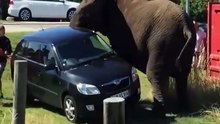 Top 10 attack  Wild animals attack car,  The mother eagle catches the baby cheetah for revenge