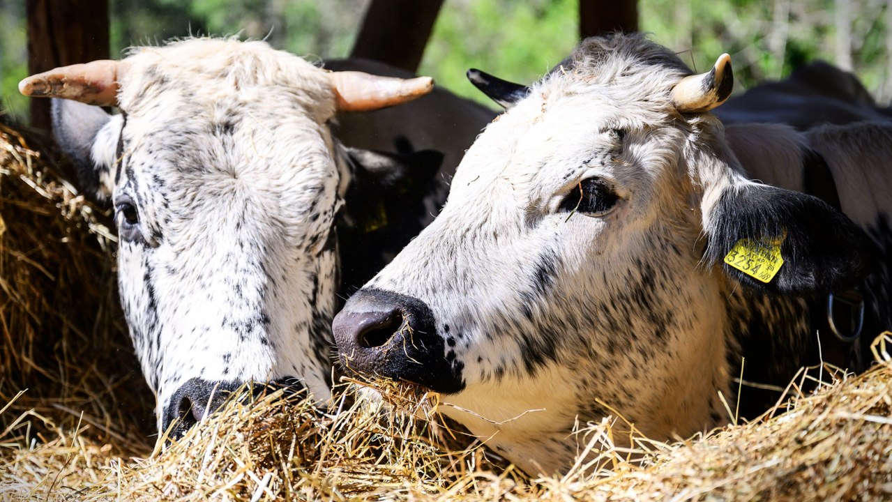 Assistenzeinsatz gegen MKS-Virus auch in Niederösterreich geplant