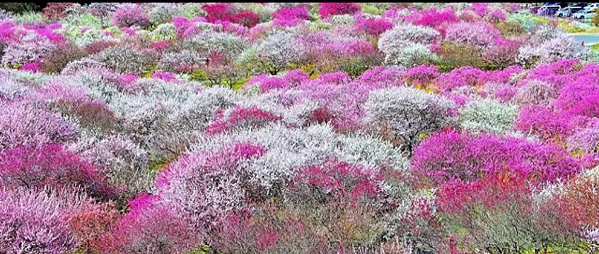 Beautiful gradation of cherry blossoms and plum blossoms in full bloom