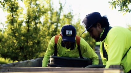 The Queensland plums that could boost brain health