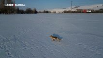 Kızıl tilkinin dron görünce aklını kaçırdığı anlar kamerada