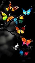 Butterfly World of Shadows… Color Finds a Way 🦋