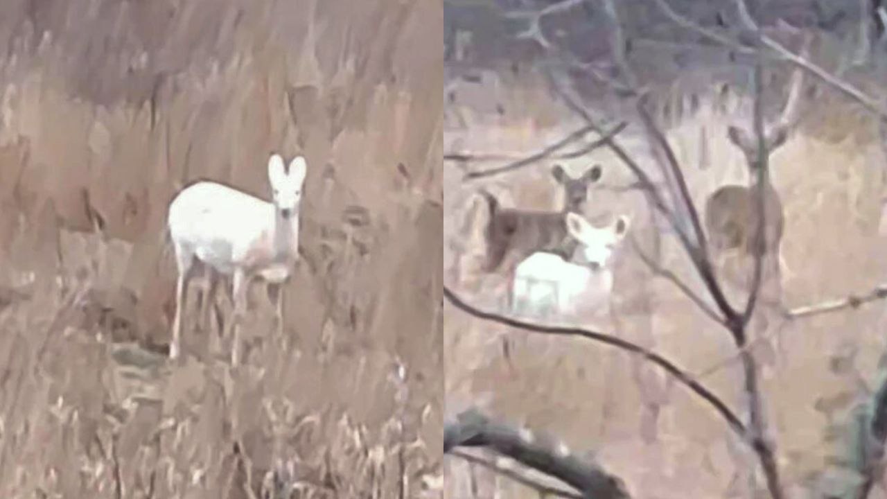 Zwei ultra-seltene Albino-Hirsche in Iowa gesehen