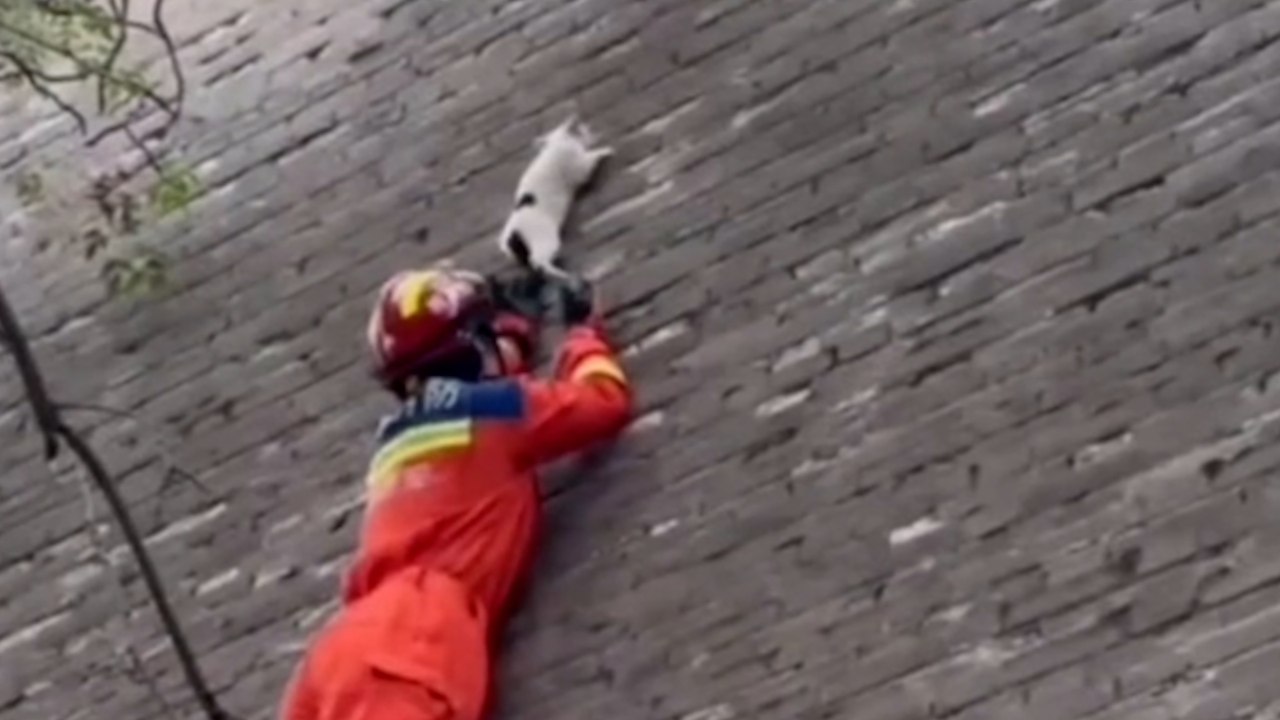 Heldenhafter Feuerwehrmann rettet Katze, die an einer 10 Meter hohen Stadtmauer hängt