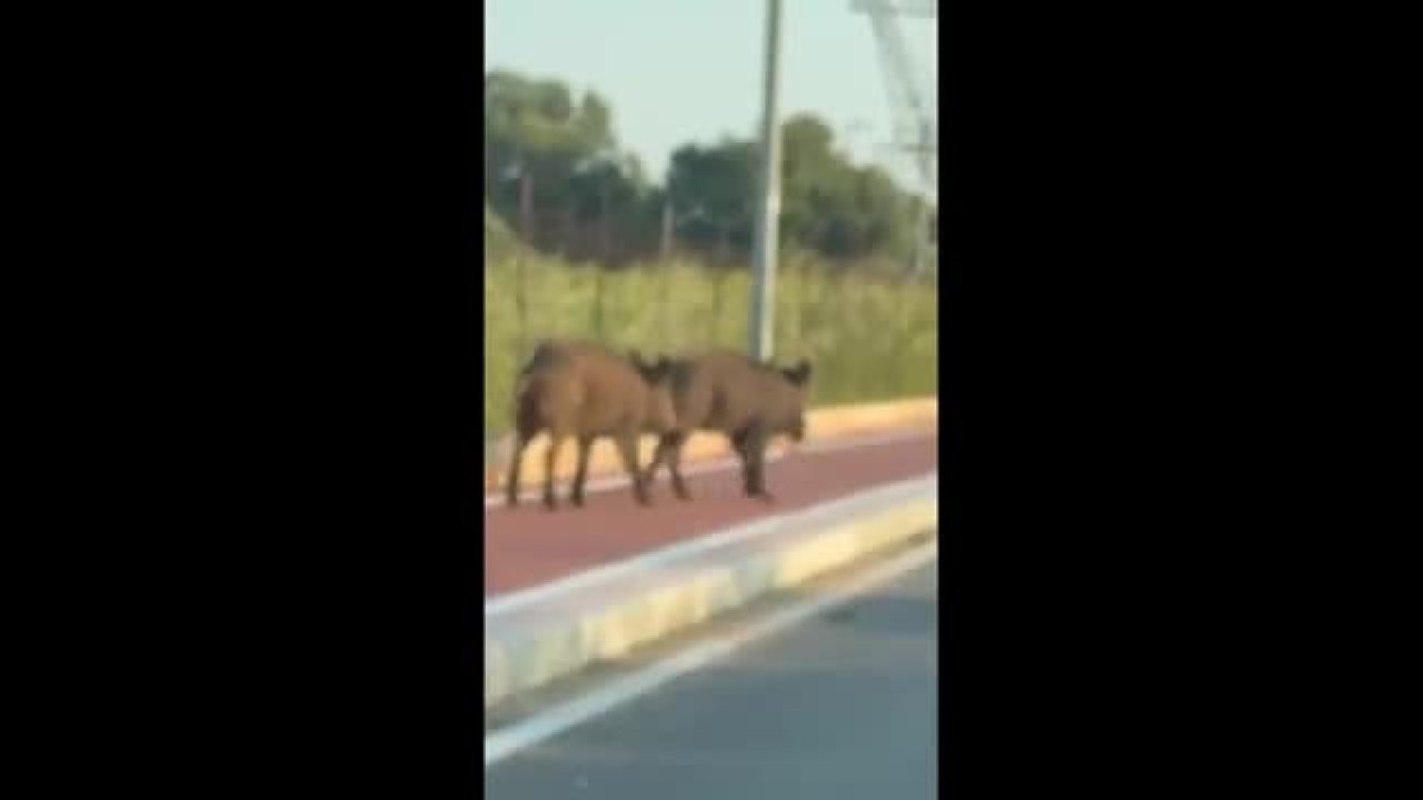 Bari, avvistati cinghiali a Torre a Mare