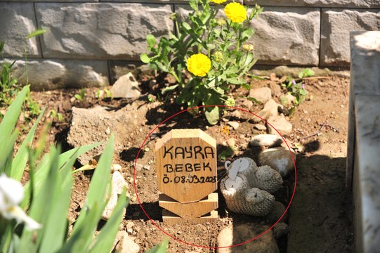 Kürtajla alınan cenin için ‘kaçak defin’ soruşturması; yanına patik bırakılan mezar açılacak