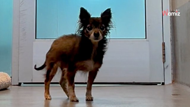 Une chienne attend une famille au refuge : un élément pourrait remettre en cause une adoption