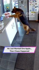 Hungry Pup Can’t Resist the Fruit Basket | Hilarious Dog Fail!