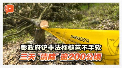 3天铲除逾200公顷非法猫山王芭 邹宇晖：律师团队已采取行动