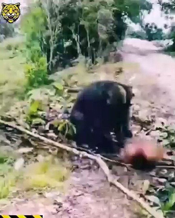 Saleemoffical presentation - anthology of several scenes of natural events by animals! #animals