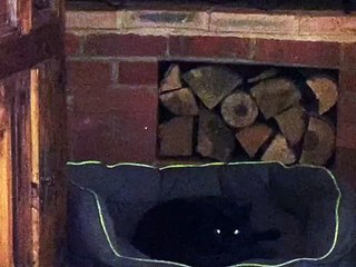 🐾 Welcome to the ultimate showdown: FelineAndCanine! 🎉 In this phenomenal